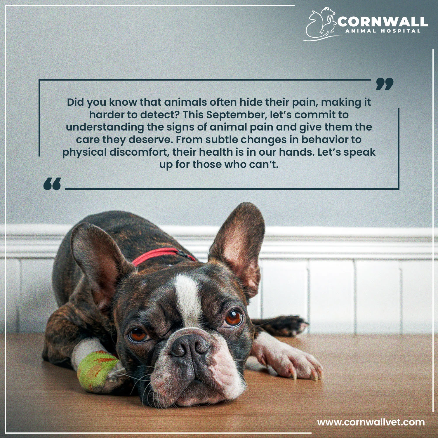 Graphic Branding portfolio